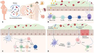 Decoding immune interactions of gut microbiota for understanding the mechanisms of diseases and treatment